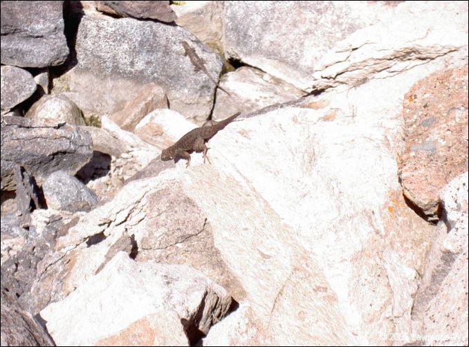825 shelr bpk 14062005 lizards nr alkali reservoir dam.jpg